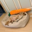 스테이 이, 스테이 재 | 내돈내산 댕댕이 방석 | 스테이 마약방석 (재)구매후기