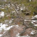 소나무농장 이미지