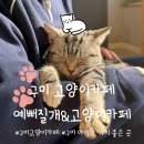 예뻐질:개&고양이카페 이미지