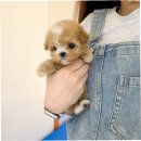 릴스퍼피 강아지분양 일산점 | 마포구강아지분양, 퍼피에몽에서의 따뜻한 경험