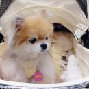 그린푸드 | 제10회 푸드 테크 비건 페스타 &amp; 그린 페스타 탐사 후기