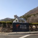 타이거CC 골프장 | 파주 타이거CC 양잔디 퍼블릭 골프장 라운드 후기