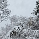 ❄️오늘은 대설(大雪)!!❄️ 이미지