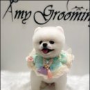 에이미 그루밍 이미지