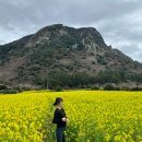 산방산모드락카페 | 제주 산방산 유채꽃 명소 위치 및 후기