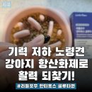 노령견 건강관리 시작! 강아지 항산화제 리틀포우 안티옥스 글루타원 후기