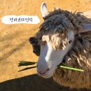 초원의 언덕 | 양마르뜨언덕 방문 후기, 아이랑 가기 좋은 남해여행지