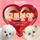 블리독수유점 고양이강아지분양 말티푸 미니비숑 포메라니안 | 고령아기강아지분양 제대로 찾는 기준｜고령아기고양이분양 함께 알아본 후기