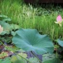 부용수지 이미지