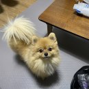 최우식동물병원 이미지