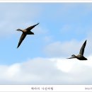 백조 - 밀양시 | 백조