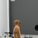 멍텔스컴바인 이미지