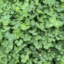 세잎클로버 이미지