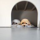 The dog 애견미용샵 이미지