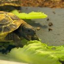 제이엔디 | 파충류에 빠져든 하루! 하남 파충류샵 제이엔디 게코 방문 후기