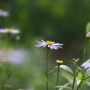 심화:心花