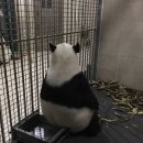 판다곰 이미지
