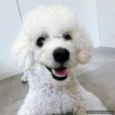 주식회사 국개대표 | 강아지음수량이 걱정이라면? 국개대표 멍샷!!
