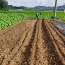 조은농장 이미지