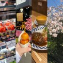 교토 여행 후기(하루카 열차 예약하지 마세요/여행코스/꿀팁/맛집/호텔)