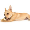 강북24시 N동물의료센터 이미지