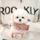 포항애견 | 포항애견분양 설렘이 컸던 미유펫 후기