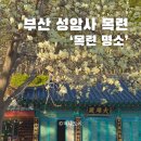 진남로 | 부산 성암사 목련 명소 실시간 개화현황 주차 포토스팟 방문 후기