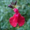 세이지 SAGE