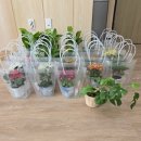 송산동주민센터 | 제주 서귀포 송산동 노인일자리참여자 문화활동 라탄식물커버만들기