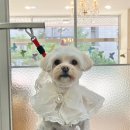 와니살롱 이미지