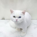 원 반려동물 미용실 이미지