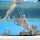 낙지소동