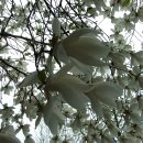 늦게 피는 꽃 이미지