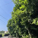 제주집 이응 이미지