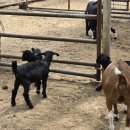 풍년염소농장 이미지