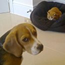 강아지집 이미지