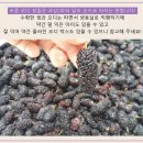 누에도 먹는 햇 토종오디 수확 10kg (28일)19:30/최고가1인 이미지