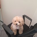 포근하개 이미지