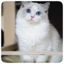 랙돌캐터리 알렉산더돌스 이미지