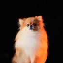 러브독스 | 푸기 프로필 업데이트 ✨ 오디너리독스 촬영 후기