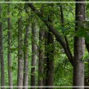 조형과 운동 이미지