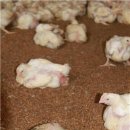 에덴양계장 이미지