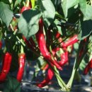 갱치식당 이미지