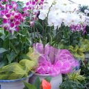 고향꽃화원 이미지