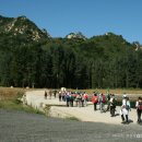 미루나무 이미지