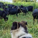 은행농장(염소) 이미지