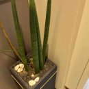 대한유지 | 울쎄라 후기 진짜 효과 있나? 유지기간, 통증, 부작용까지 판단기준