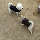 몽몽이애견 | 대구근교 애견카페 가창 "파르크우록"