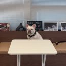 [병원] 강남예치과동물병원 치료 후기_강아지 발치 및 스케일링, 치과 치료는 동물치과전문 강아지치과...