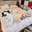 고양이와 숙박 체험 가능한 강릉 료칸 숙소 : 네코스테이 🏡 (자쿠지, 코타츠, 바베큐장 有)
